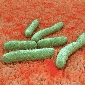Food Testing & Analysis - Escherichia coli