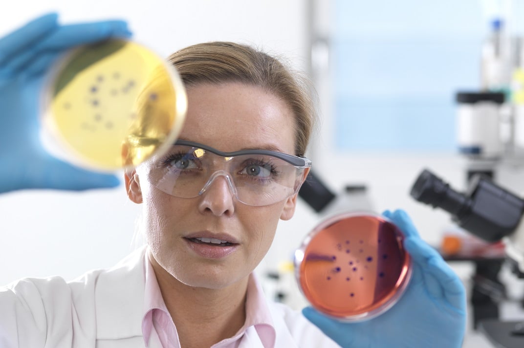 Microbiology, Scientist viewing cultures growing in petri dishes before placing them under a inverted microscope in the laboratory